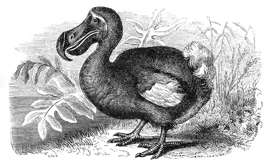 Dodo bird Drawing by Nastasic