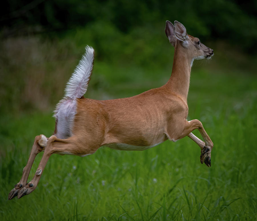Doe a deer... Photograph by Brian Shoemaker
