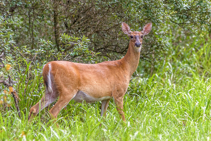 Doe a Deer Photograph by Charlotte Johnson | Fine Art America