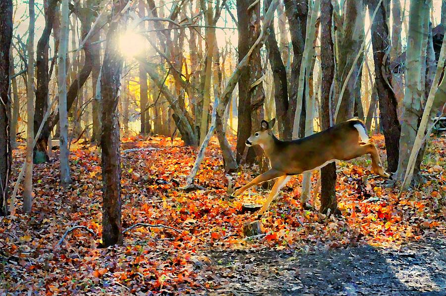 Doe a Deer Photograph by Diana Angstadt