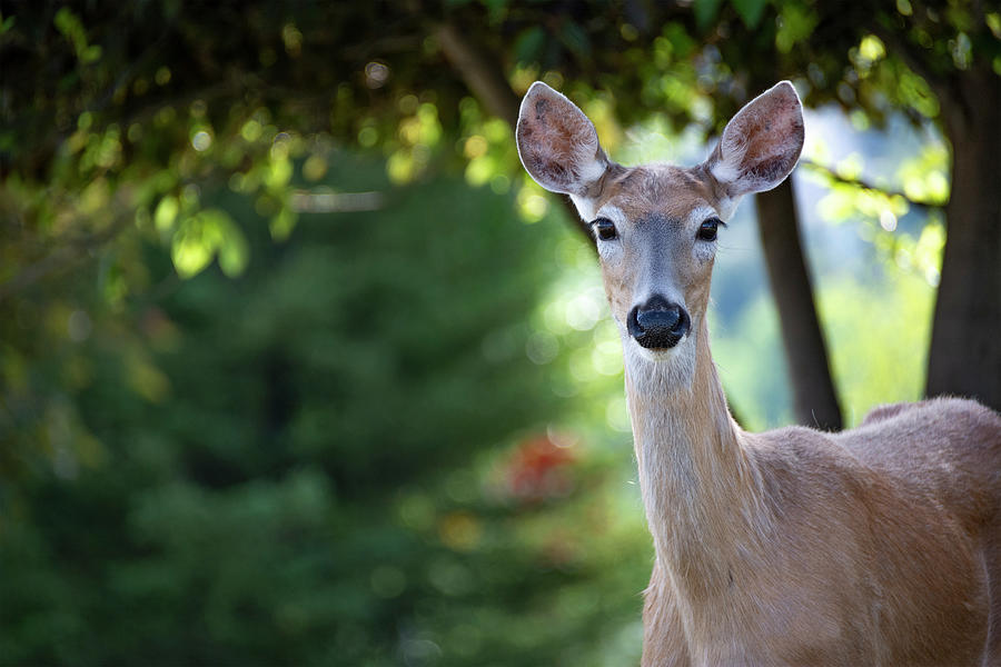 Doe A Deer Photograph by Pamela Dunn-Parrish