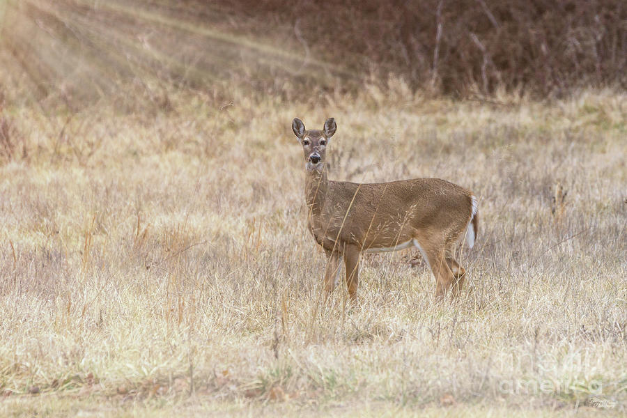 Doe A Female Deer Photograph By Jennifer White - Fine Art America