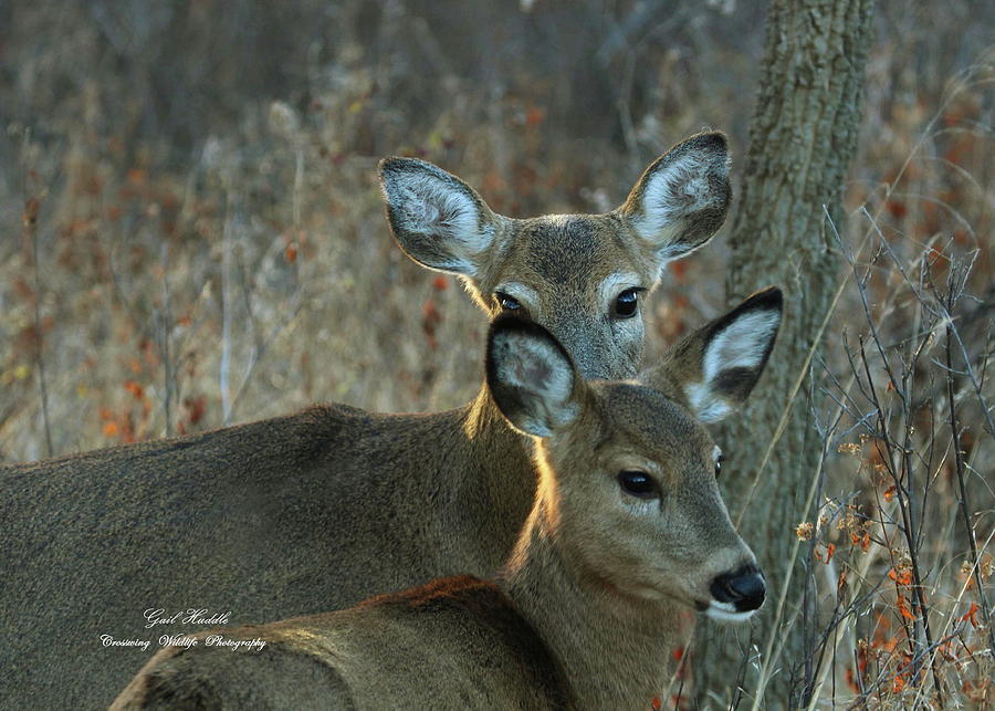 Doe And Fawn-5 Photograph by Gail Huddle - Fine Art America