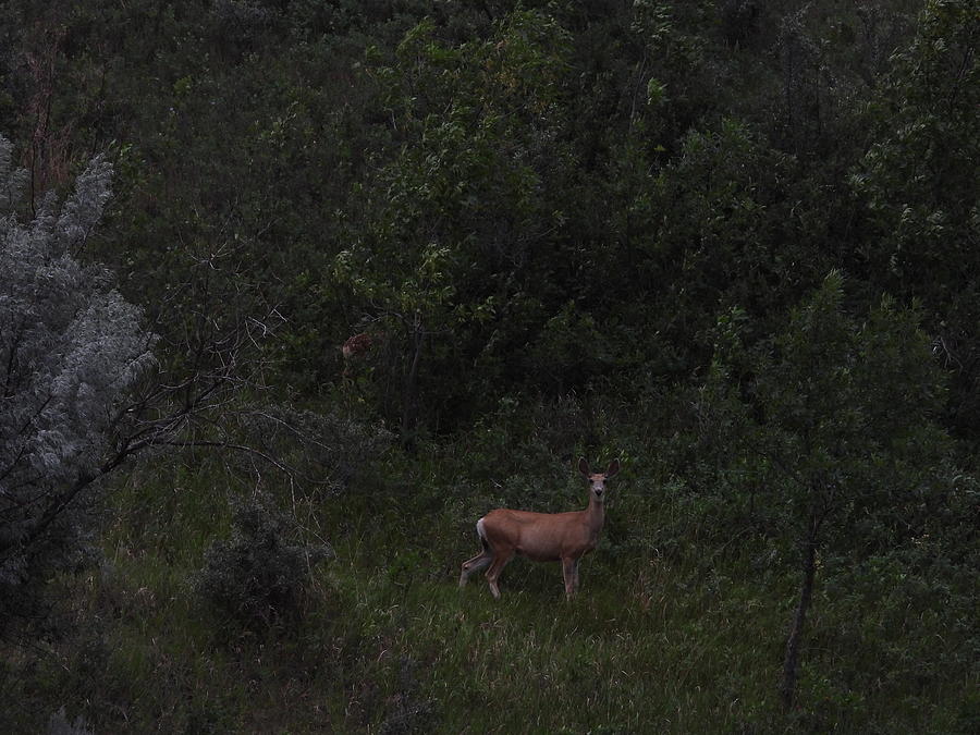 Doe and Fawn at Dusk Photograph by Amanda R Wright