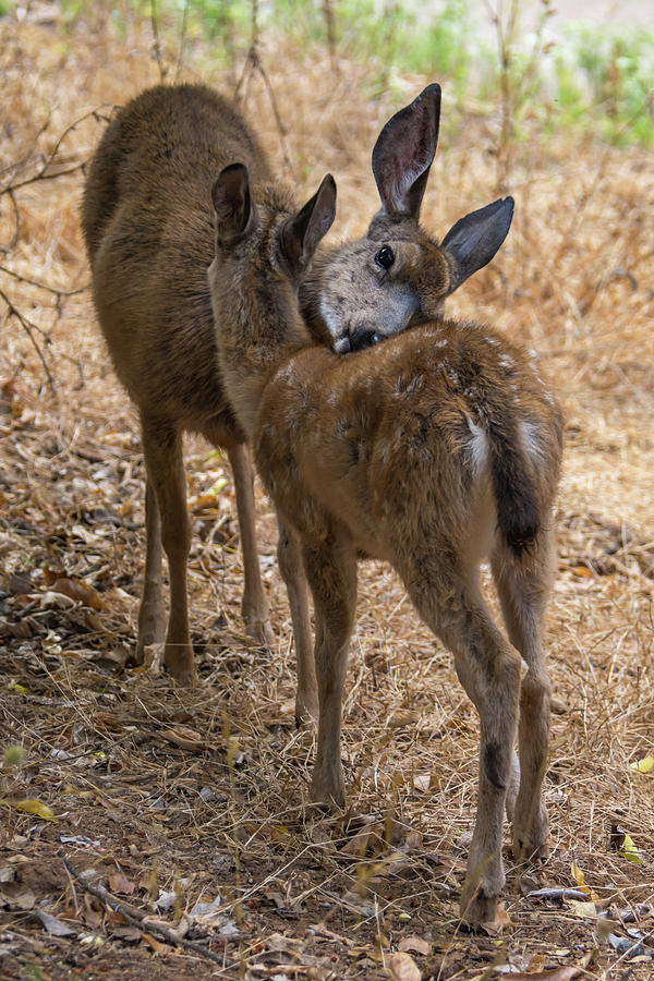 Deer Photograph - Doe and Fawn by Bruce Frye