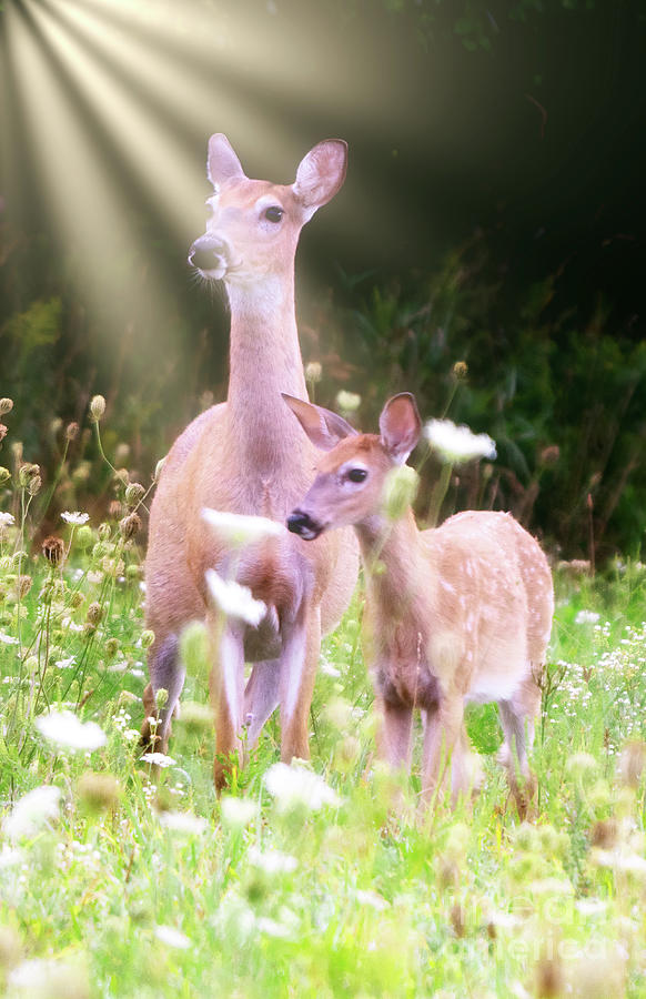 Doe and Fawn Photograph by Charline Xia