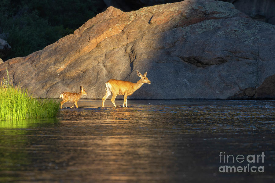 Doe and Fawn Crossing River Photograph by Steven Krull