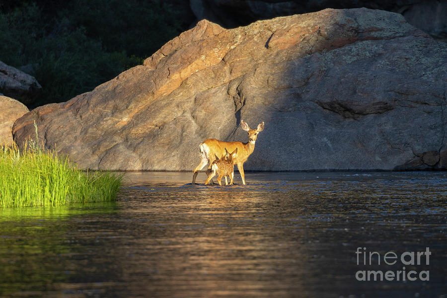 Doe And Fawn Crossing The South Platte River Photograph