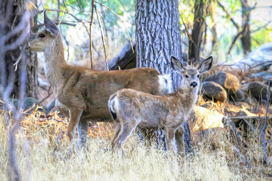 Doe and Fawn Photograph by Donna Kennedy