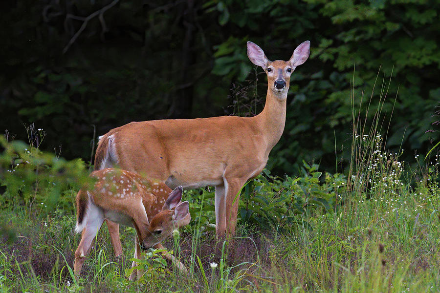 Doe and Fawn Photograph by Linda Shannon Morgan