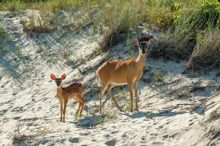 Doe and Fawn Photograph by Liza Eckardt