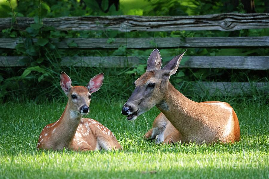 Doe and Fawn Photograph by Mary Machare