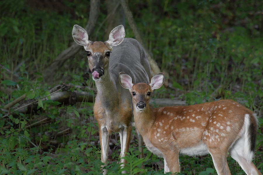 Doe and Fawn Photograph by Michael Hubley
