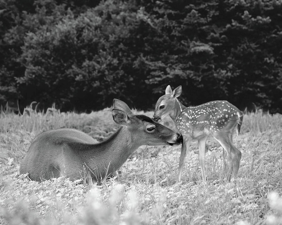 Doe and Fawn Share a Tender Moment in Black and White Digital Art by Nikki Marie Smith