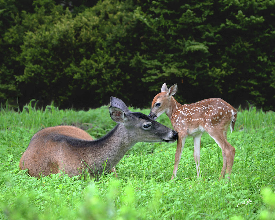 Doe and Fawn Share a Tender Moment Photograph by Nikki Marie Smith
