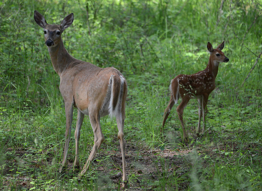 Doe And Fawn Photograph