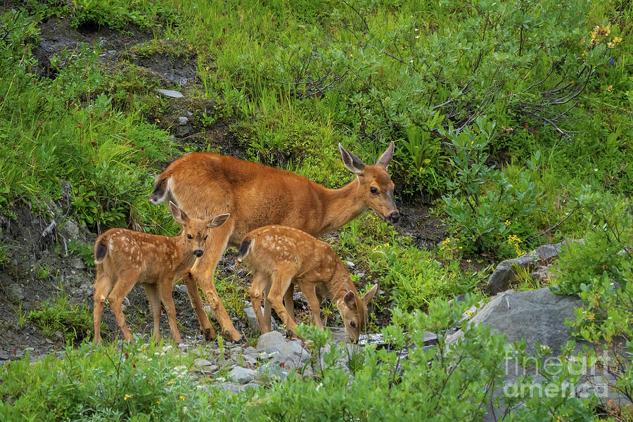 Doe and Fawns at Grand Lake Photograph by Nancy Gleason