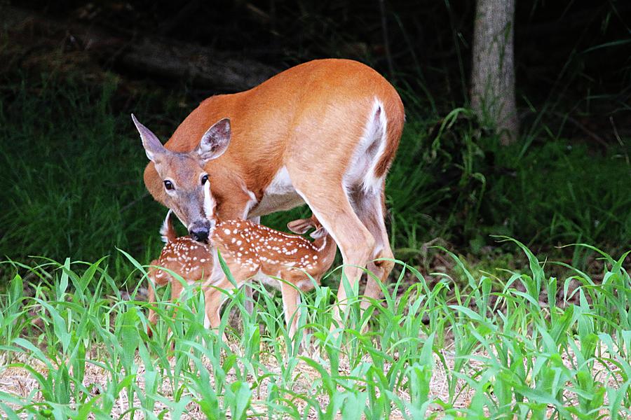 Doe And Her Fawns Photograph By David White Fine Art America 