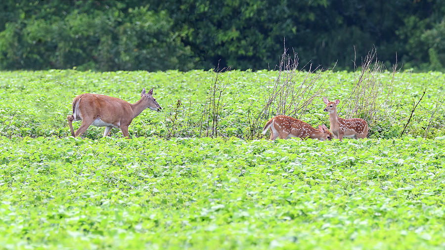 Doe And Two Fawns Photograph