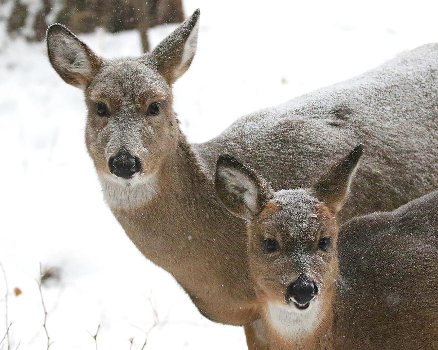 Doe and Young  Photograph by Arvin Miner