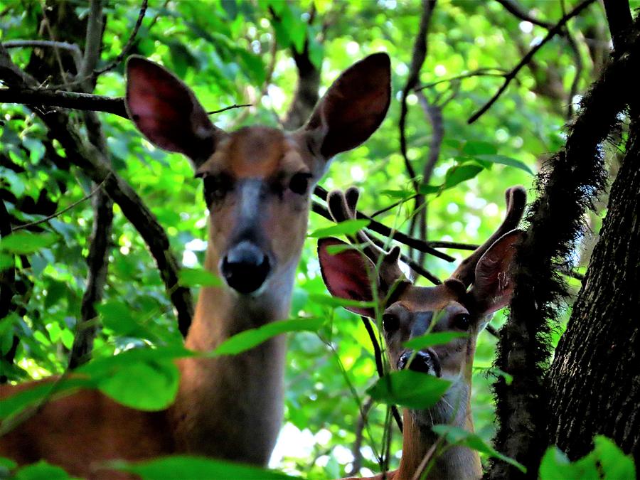 Doe and Young Buck at Palmyra Nature Cove Photograph by Linda Stern