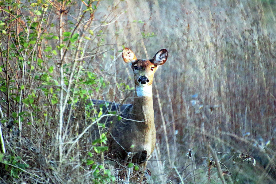 Doe Photograph by Angela Murdock Doe Photograph by Angela Murdock