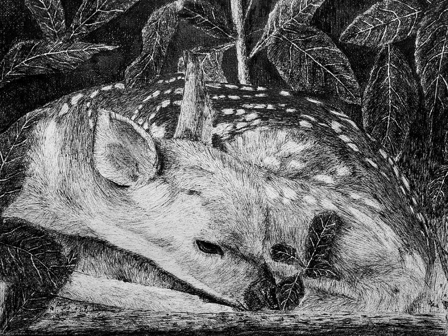 Doe At Rest Drawing
