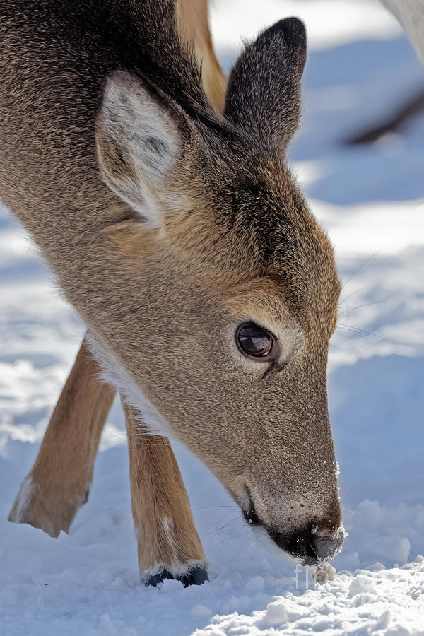 Doe Closeup in Winter Photograph by Natural Focal Point Photography