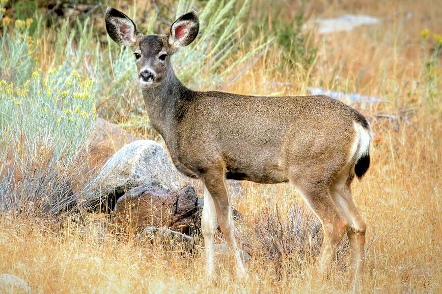 Doe Days of Autumn Photograph by Donna Kennedy - Fine Art America