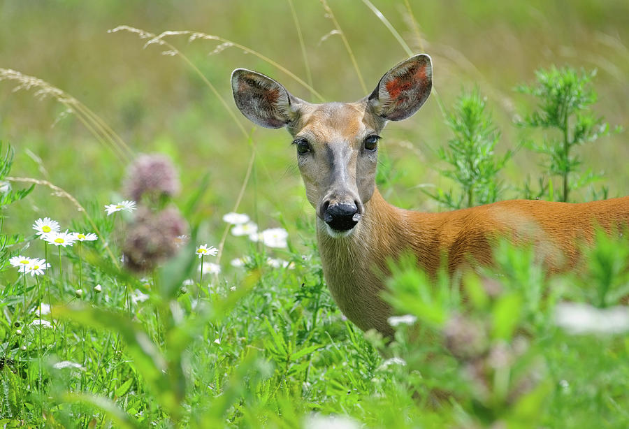 Doe Eyed in the Daisies Photograph by Lara Ellis