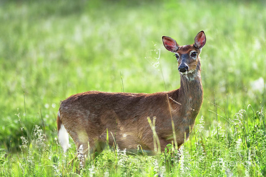Doe eyed - Whitetail deer on a meadow Photograph by Rehna George