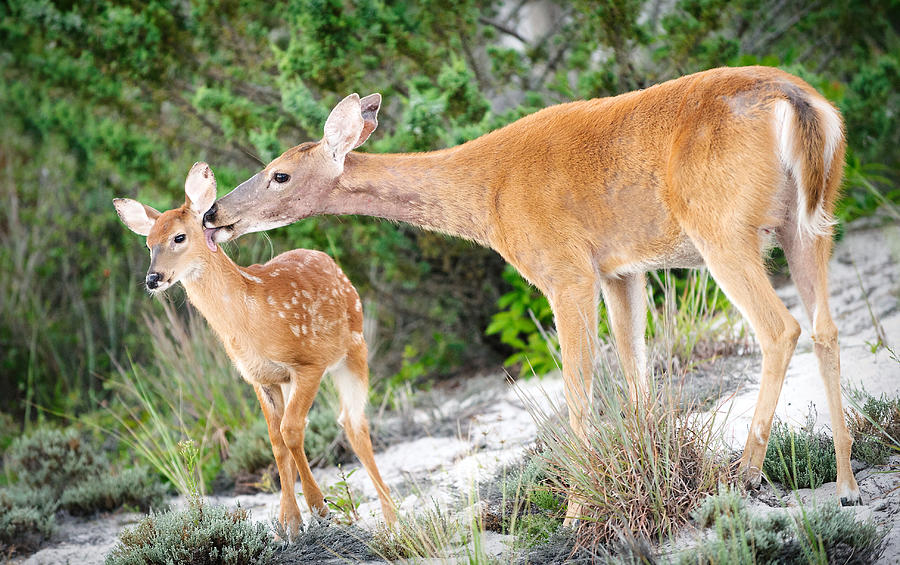 Doe Grooming Her Fawn at Fire Island National Seashore Photograph by Vicki Jauron, Babylon and Beyond Photography