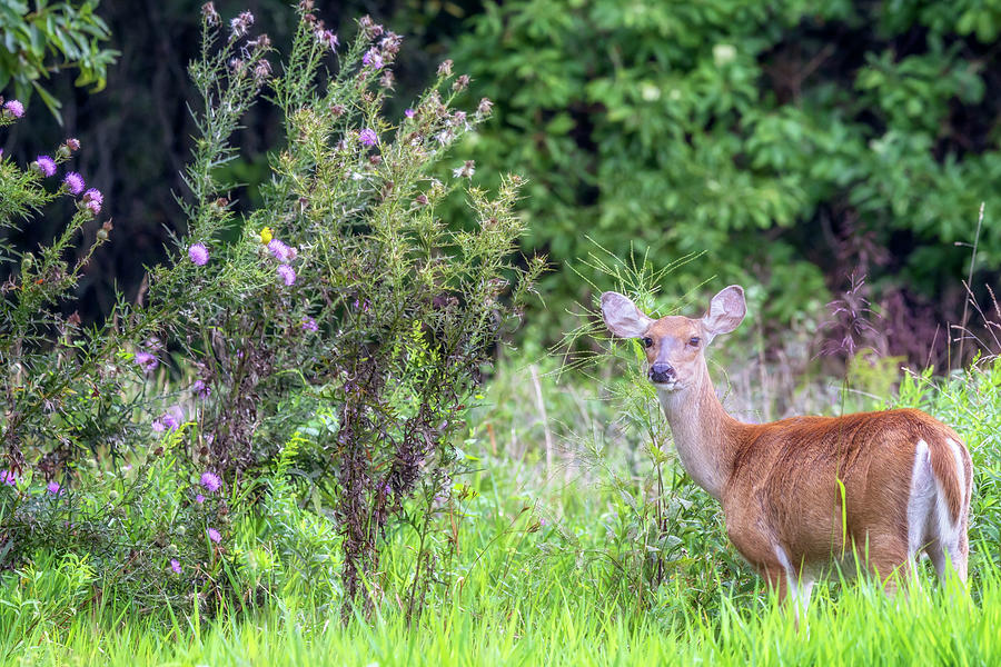 Doe in Field of Giant Ironweed Photograph by Susan Rissi Tregoning