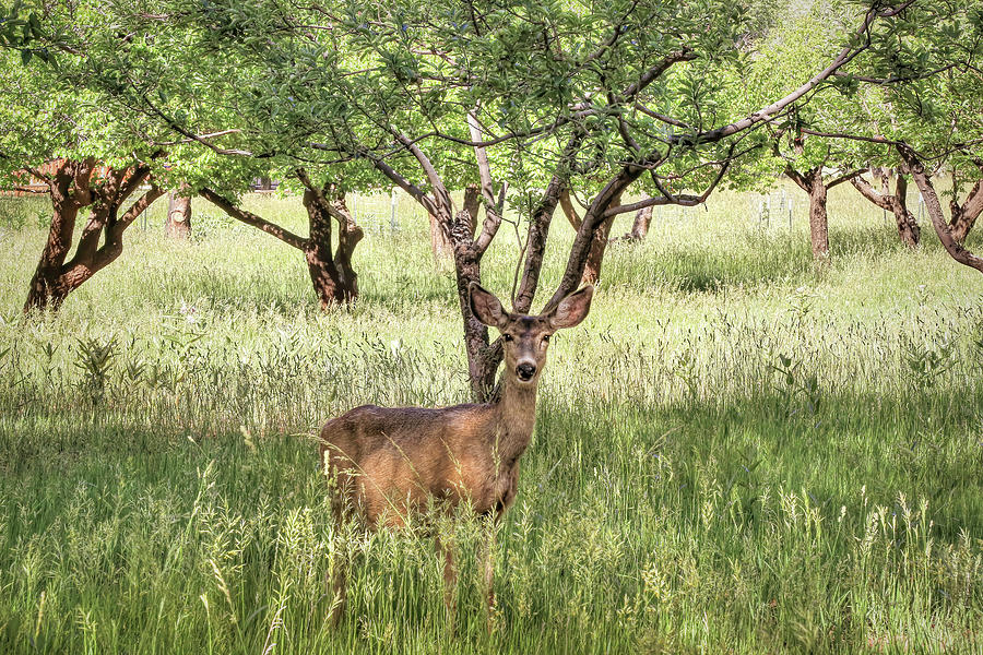 Deer Photograph - Doe in the Apple Orchard by Donna Kennedy