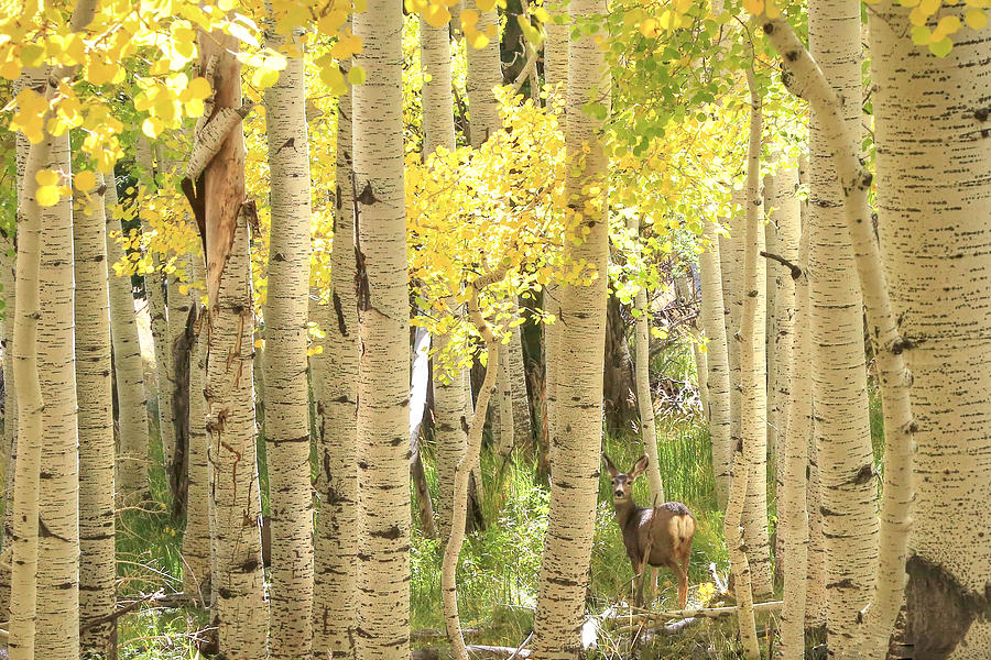 Doe in the Aspens Photograph by Donna Kennedy