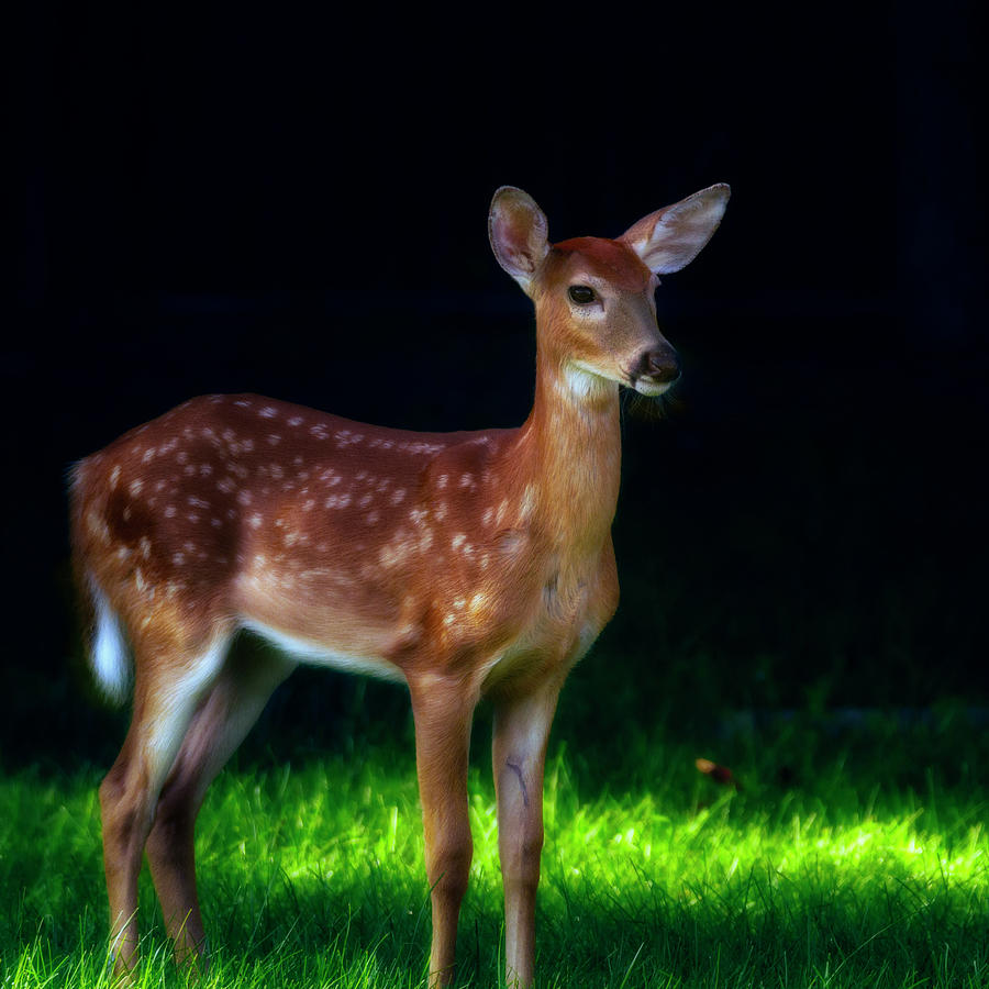 Doe In The Dark Photograph by Bill and Linda Tiepelman