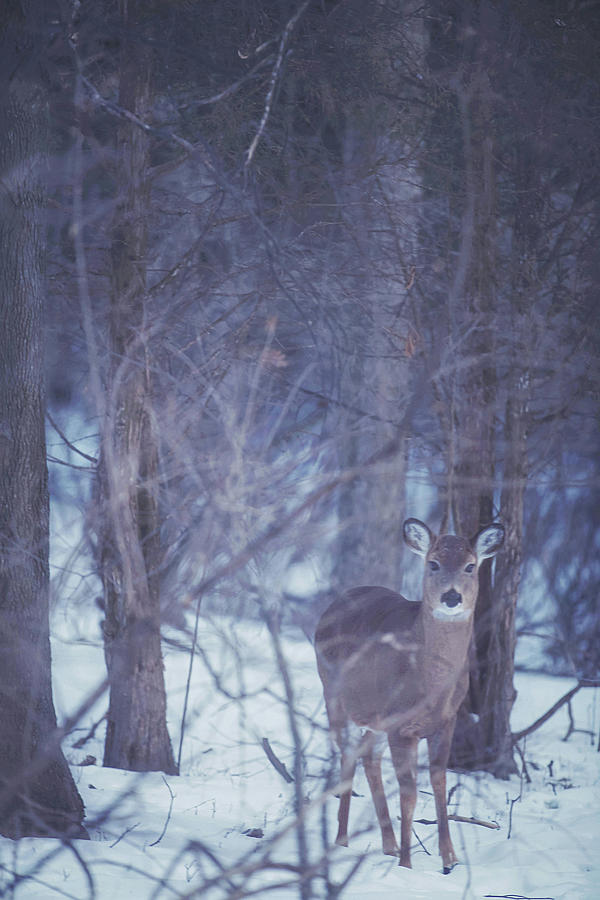 Doe in the Snow Photograph by Carrie Ann Grippo-Pike