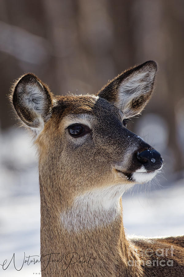 Doe in the Snow Photograph by Natural Focal Point Photography