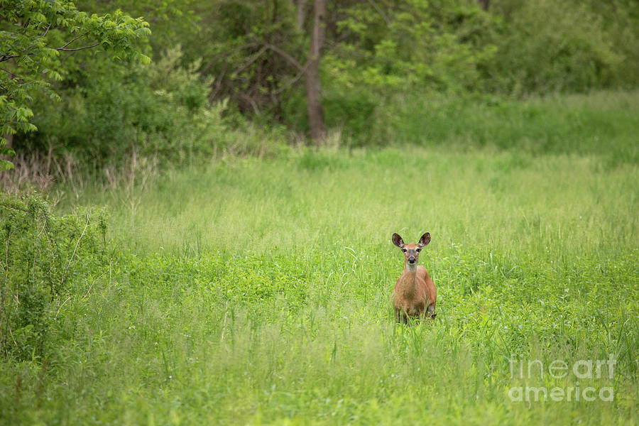 Doe in the spring Photograph by Jeannette Hunt