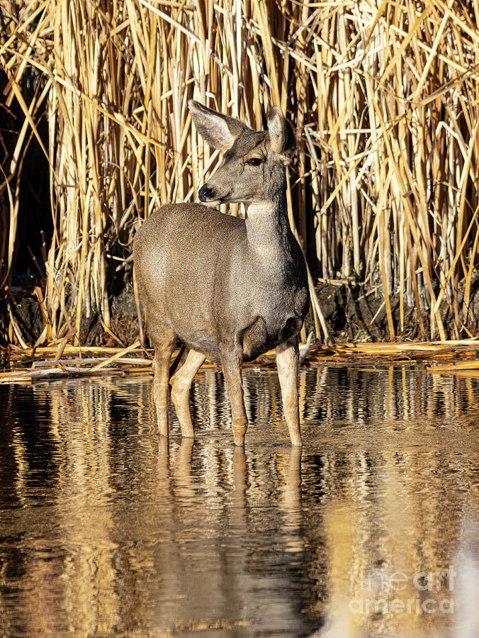 Doe In The Water Photograph