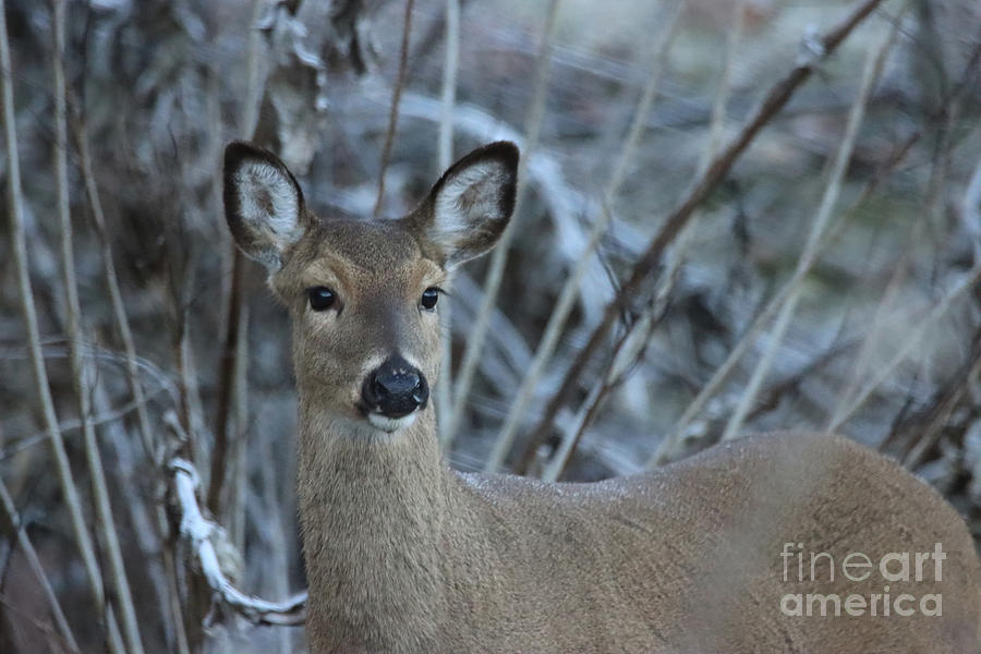 Deer Photograph - Doe in the WInter by Deborah Kletch