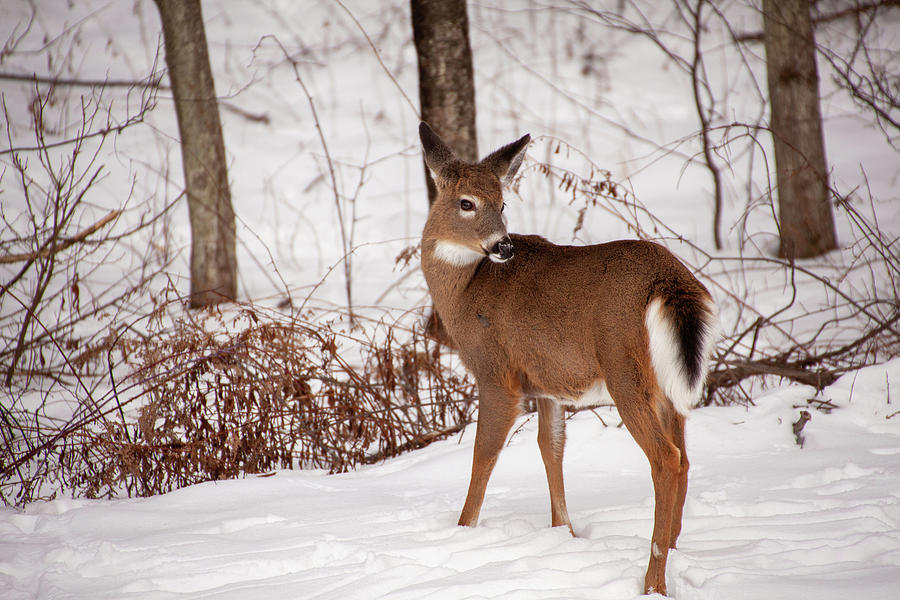 Deer Photograph - Doe Looking Back by Karol Livote