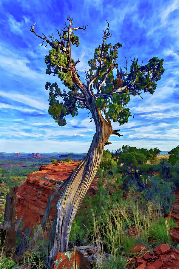 Doe Mountain Juniper Photograph by ABeautifulSky Photography by Bill Caldwell