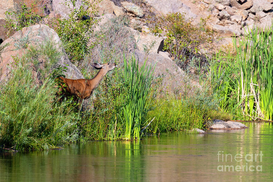Doe Mule Deer by the South Platte River Photograph by Steven Krull