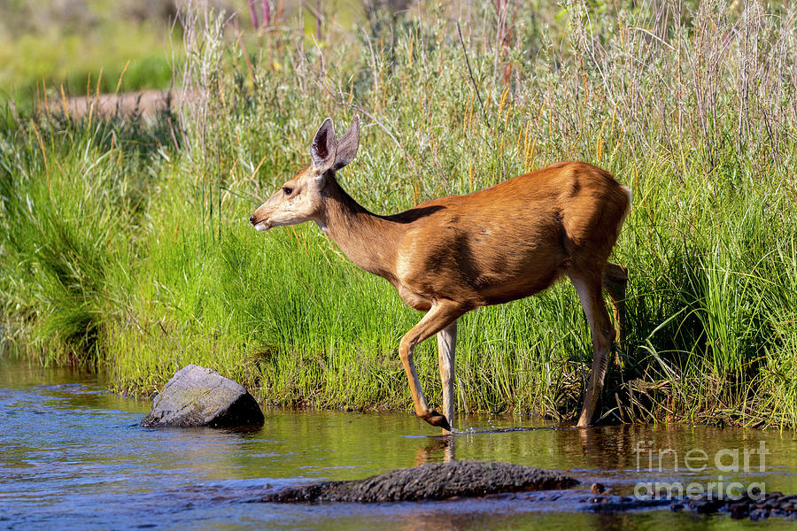 Doe Mule Deer in the South Platte River Photograph by Steven Krull