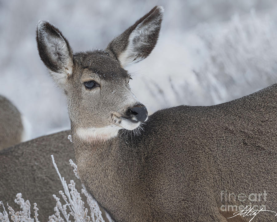 Doe Mule Deer Photograph by Meg Leaf