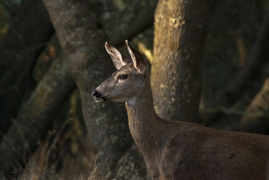 Doe Portrait Photograph by Todd Damiano - Fine Art America