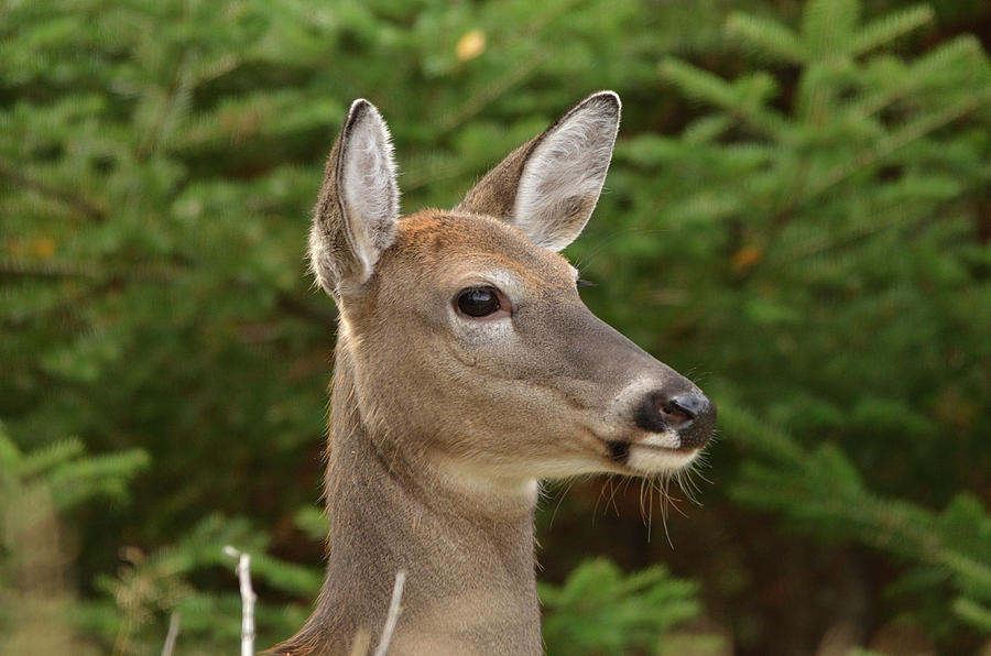 Doe Portrait- White-tailed Deer Photograph by David Porteus