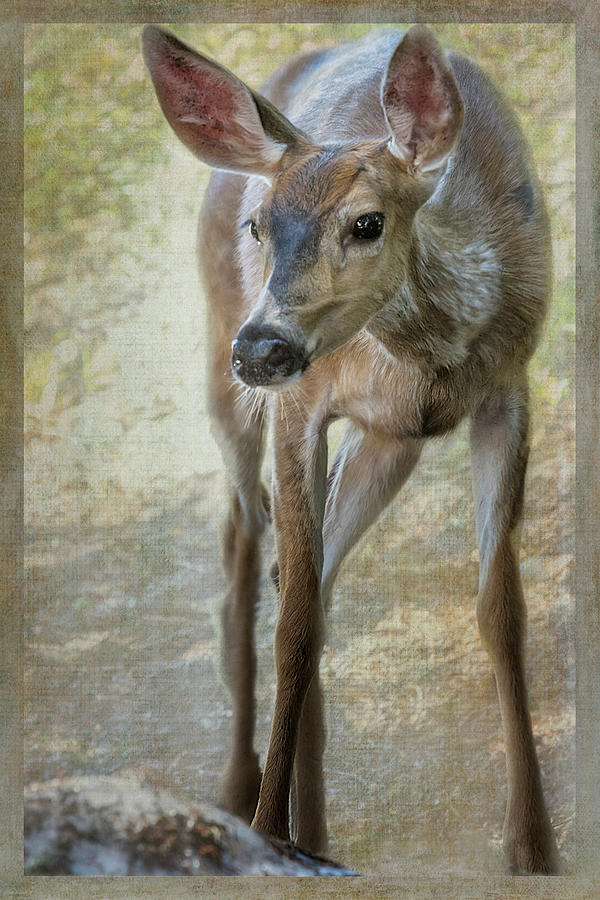 Doe Timidly Moving Past  Photograph by Belinda Greb