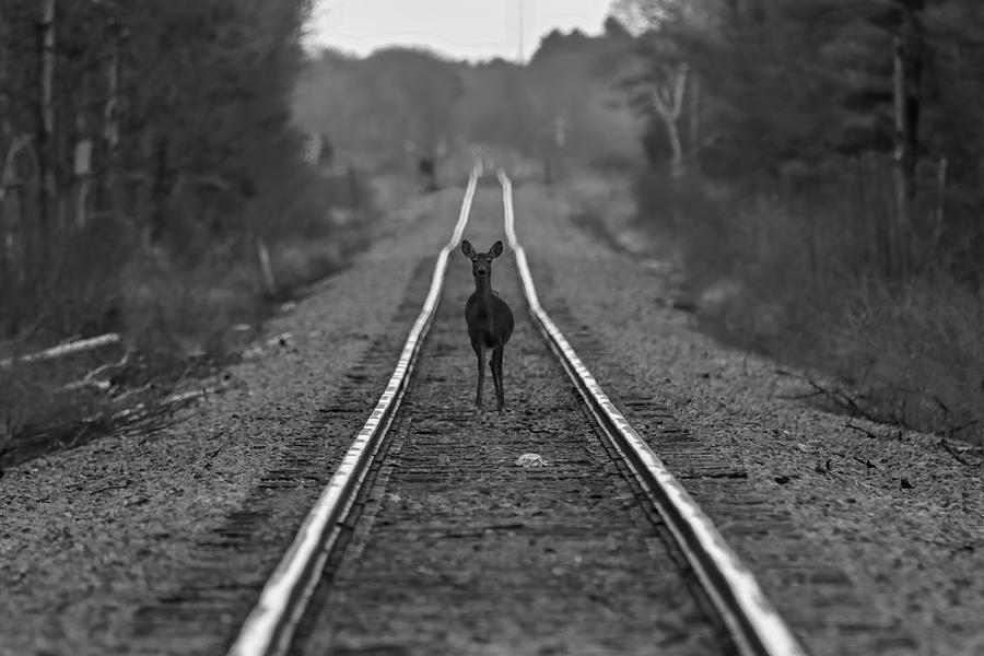 Doe Tracks Black and White Photograph by Brook Burling